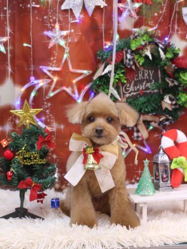 20231222チップくん